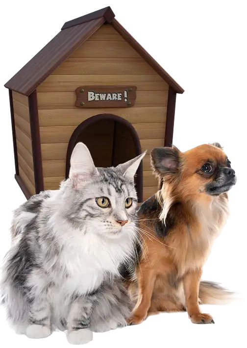 long-hair-chihuahua-maine-coon 1