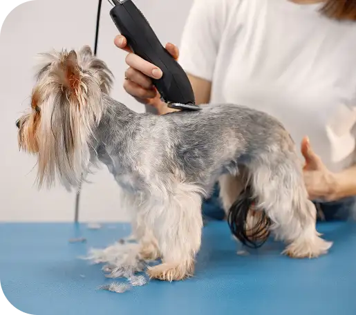 yorkshire-terrier-getting-procedure-groomer-salon-young-woman-white-tshirt-trimming-little-dog-yorkshire-terrier-puppy-getting-haircut-with-shaving-machine 1